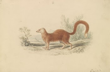Yellow Mongoose by Charles Hamilton | Free Photo - rawpixel