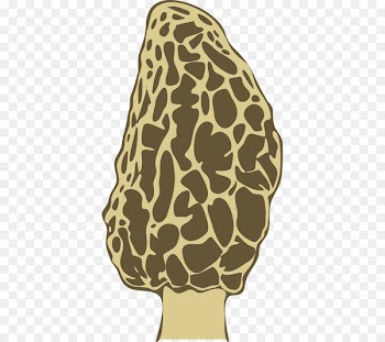 Yellow morel Mushroom Fungus Giraffe False morel - morel mushroom 