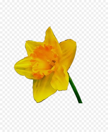 Yellow Narcissus -  