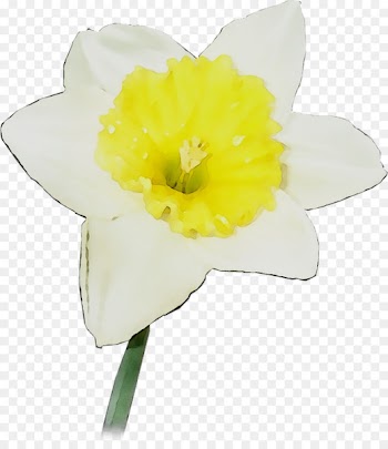 Yellow Narcissus Cut flowers Herbaceous plant -  