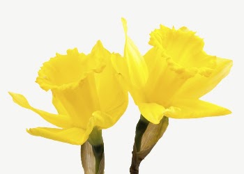 Yellow narcissus flower collage element | Free PSD - rawpixel