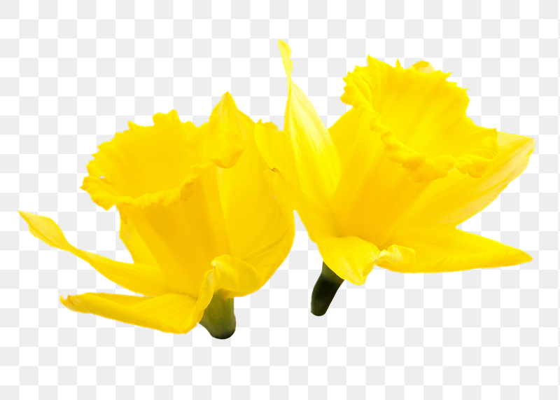 Yellow narcissus flower png sticker, | Free PNG - rawpixel