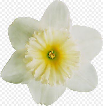 Yellow Narcissus Herbaceous plant Plants -  