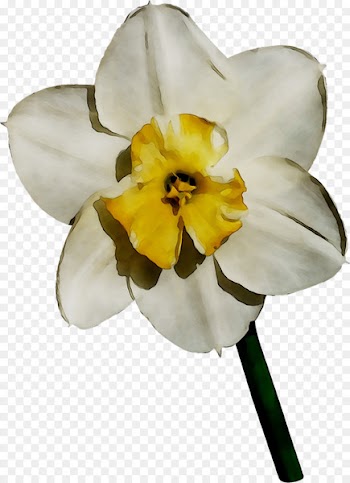 Yellow Narcissus Moth orchids -  