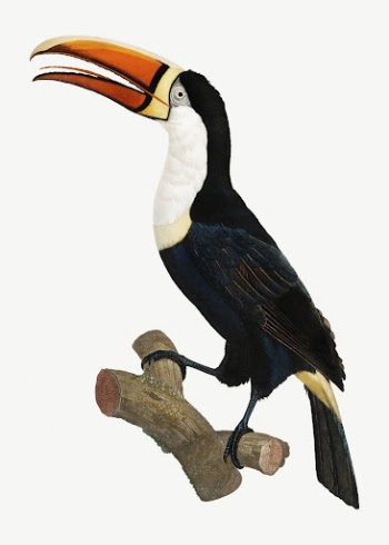 Yellow necklace toucan bird, vintage | Free PSD Illustration - rawpixel