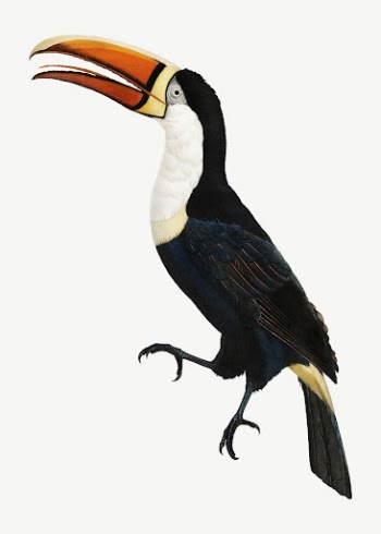 Yellow necklace toucan bird, vintage | Free PSD Illustration - rawpixel