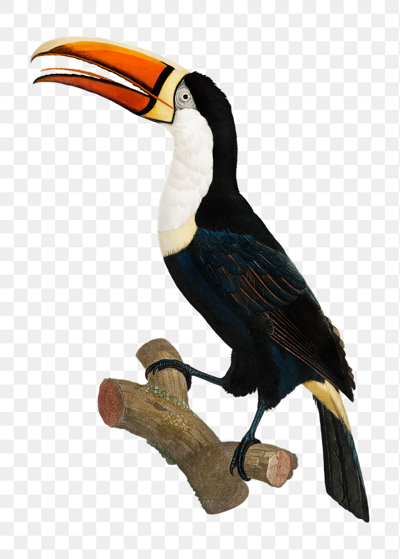 Yellow necklace toucan png bird | Free PNG Illustration - rawpixel