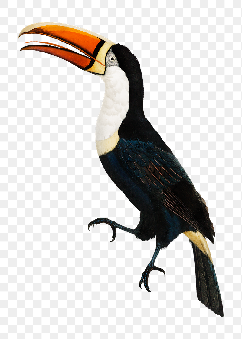 Yellow necklace toucan png bird | Free PNG Illustration - rawpixel