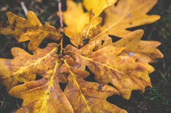 Yellow oak leaves