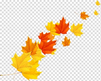 Yellow, orange, and brown maple leaves, Maple leaf Autumn, Autumn maple leaf transparent background PNG clipart
