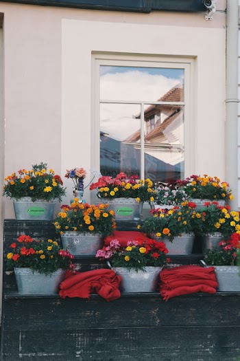 Yellow, Orange, and Purple Chrysanthemum Flowers in Bloom Beside White Concrete Wall With Glass Window