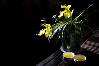 Yellow Orchid Plant on Blue Ceramic Pot