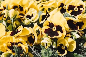Yellow pansies