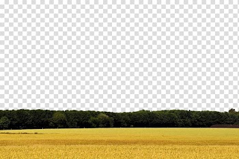 Yellow Pattern, Wheat field transparent background PNG clipart