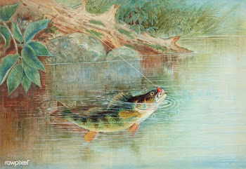Yellow Perch chromolithograph (1878) by Samuel Kilbourne. Original fro.. | Free public domain illustration - 2340177