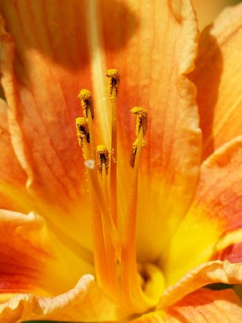 Yellow Petal Flower