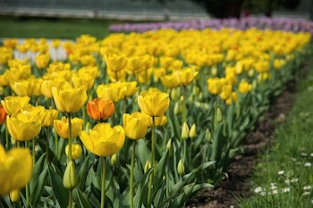 Yellow Petal Flower Field Near Green Grass Field