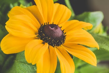Yellow Petaled Flower