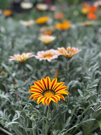 yellow petaled flower