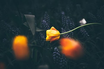 yellow petaled flower