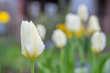Yellow Petaled Flower
