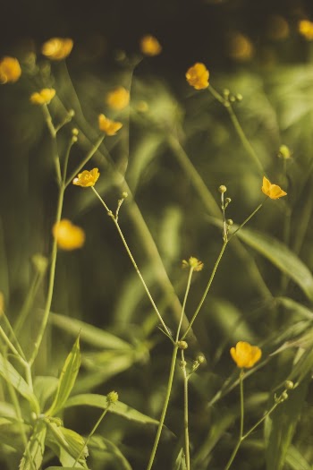 Yellow Petaled Flower