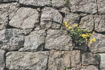 Yellow Petaled Flower