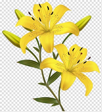 Yellow petaled flower, Arum-lily Easter lily Lilium candidum Lilium bulbiferum Borders and Frames, yellow flowers transparent background PNG clipart