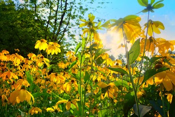 Yellow Petaled Flower Bloom during Daytime