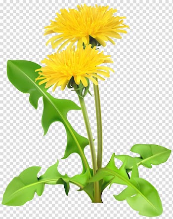 Yellow petaled flower , Dandelion Flower , dandelion transparent background PNG clipart