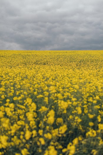 Yellow Petaled Flower Field Close-up Photography