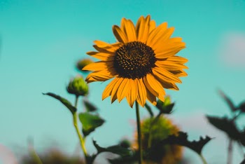 Yellow-petaled Flower in Selective-focus Photography