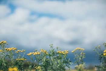 Yellow Petaled Flowers