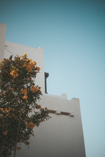 Yellow Petaled Flowers
