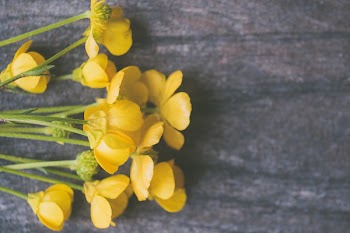 Yellow Petaled Flowers