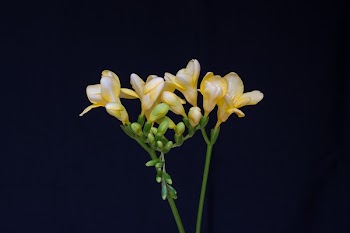Yellow Petaled Flowers