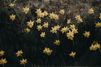 Yellow Petaled Flowers