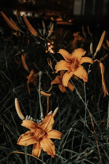Yellow Petaled Flowers