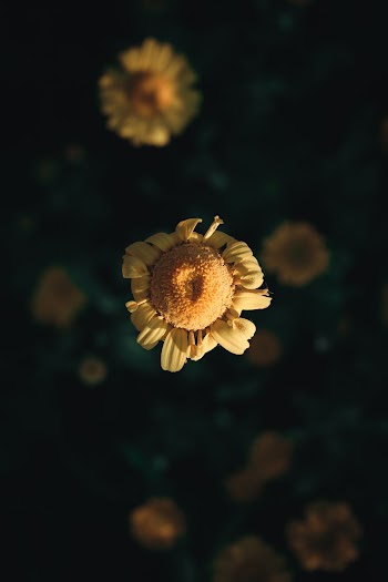 Yellow-petaled Flowers