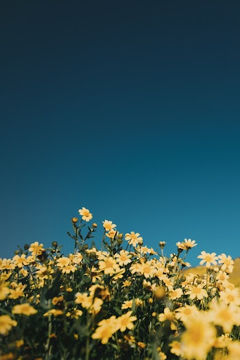 Yellow Petaled Flowers