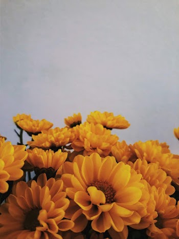 Yellow-petaled Flowers