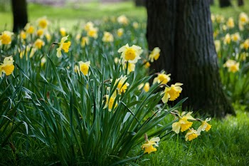 Yellow Petaled Flowers on Grass Beside Trees