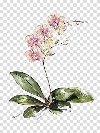 Yellow, pink, and green moth orchids illustration, Moth orchids Drawing Botanical illustration Watercolor painting, Watercolor flowers transparent background PNG clipart