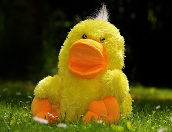 Yellow Plush Duck Toy