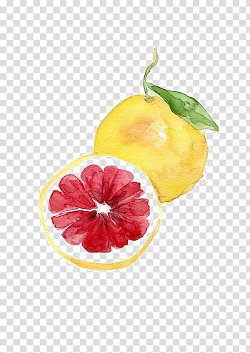 Yellow pomelo , Watercolor painting Art Drawing Fruit, grapefruit transparent background PNG clipart