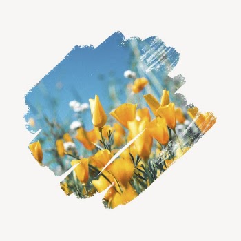 Yellow poppies, brush stroke reveal, | Free PSD - rawpixel