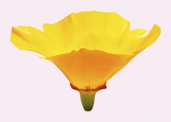 Yellow poppy, flower clipart psd | Free PSD - rawpixel
