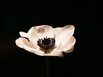 Yellow Poppy Flower Close-up Photography