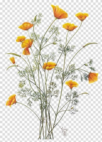 Yellow poppy flowers illustration, California poppy Botanical illustration Botany, chamomile transparent background PNG clipart