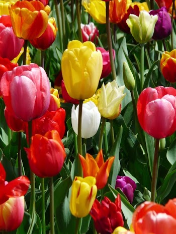 Yellow Purple and Red Tulip Flower during Day Time